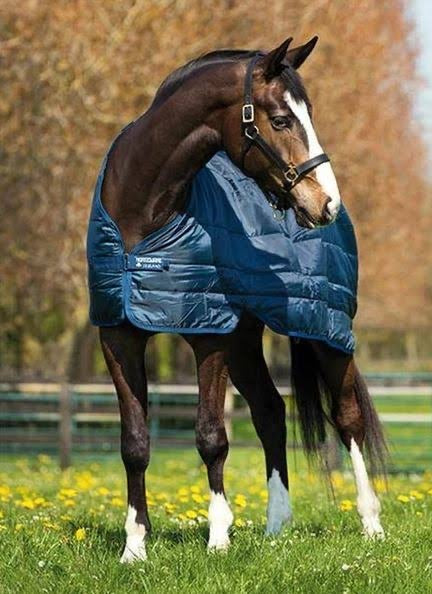 Horseware  Liners 200g