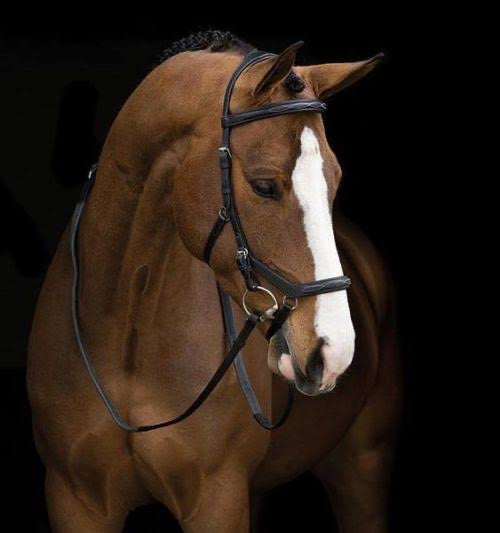 Micklem Deluxe English Leather Competition Bridle
