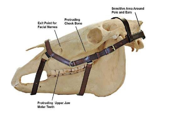 Micklem Deluxe English Leather Competition Bridle