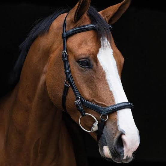 Micklem Deluxe English Leather Competition Bridle